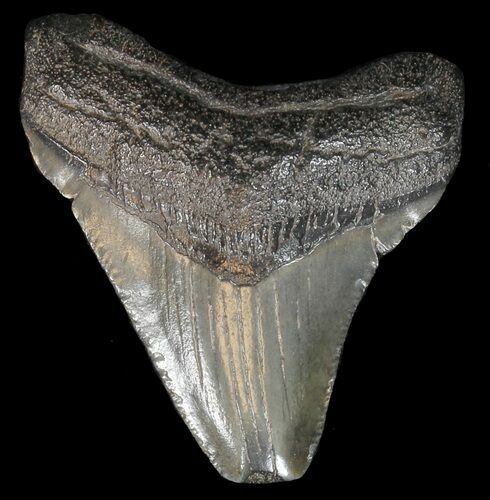 Bargain Megalodon Tooth - South Carolina #44562